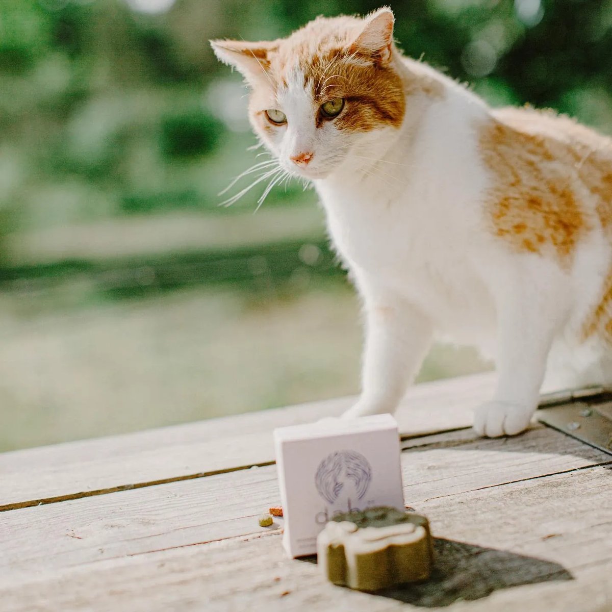 Dahü Vaste Dierenshampoo - Shampoo voor Katten en Huisdieren kat