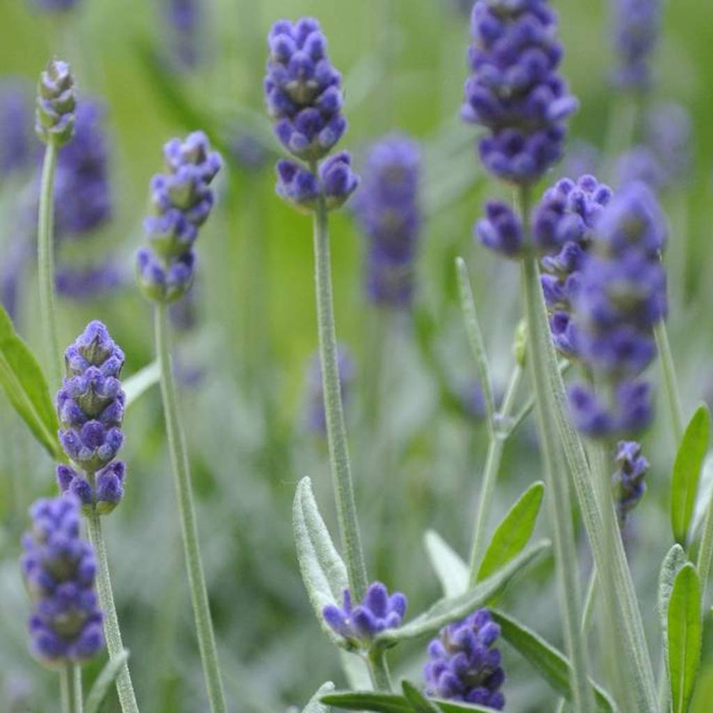 Lavendelplant