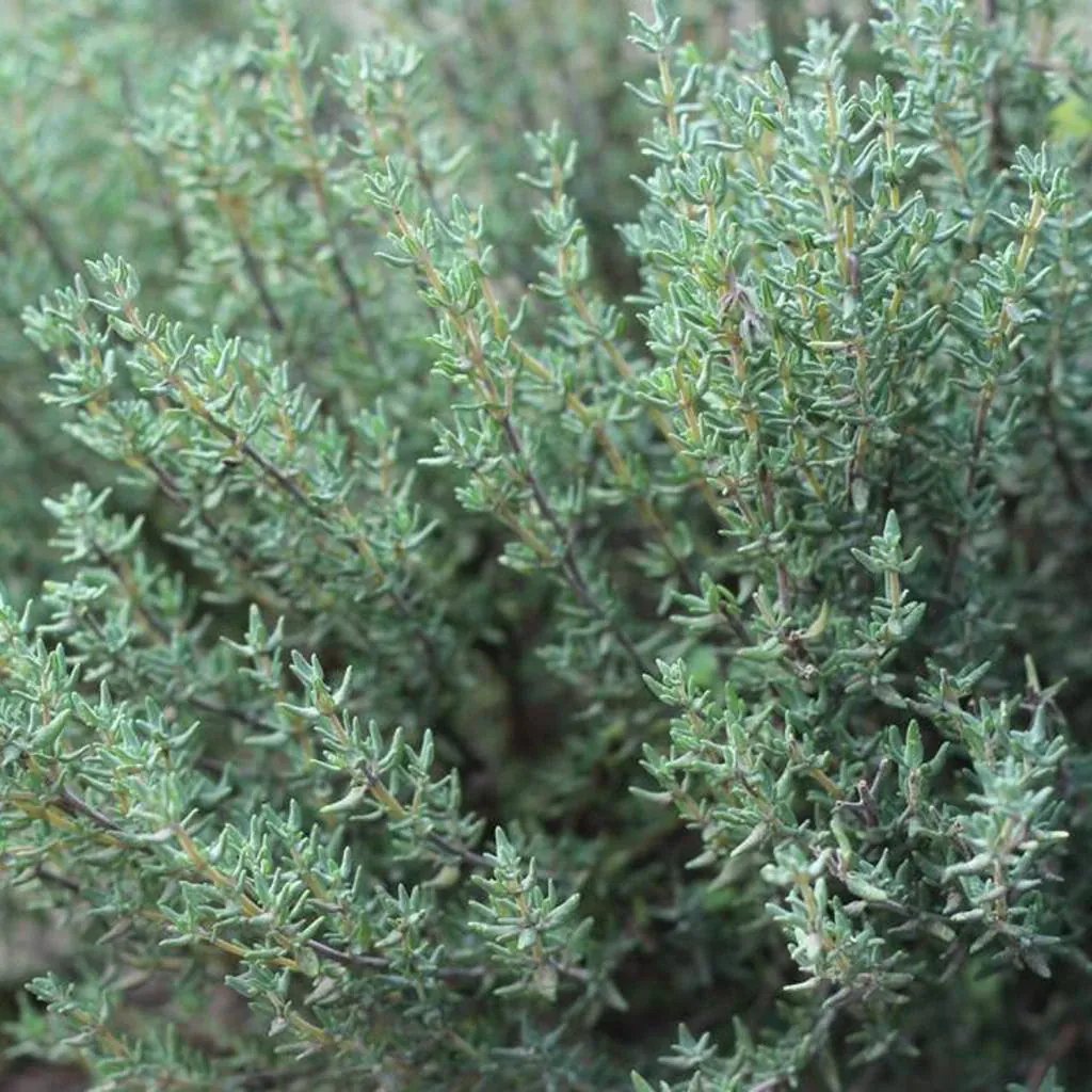 Kruiden in Werfzeep - Kruidenzeep