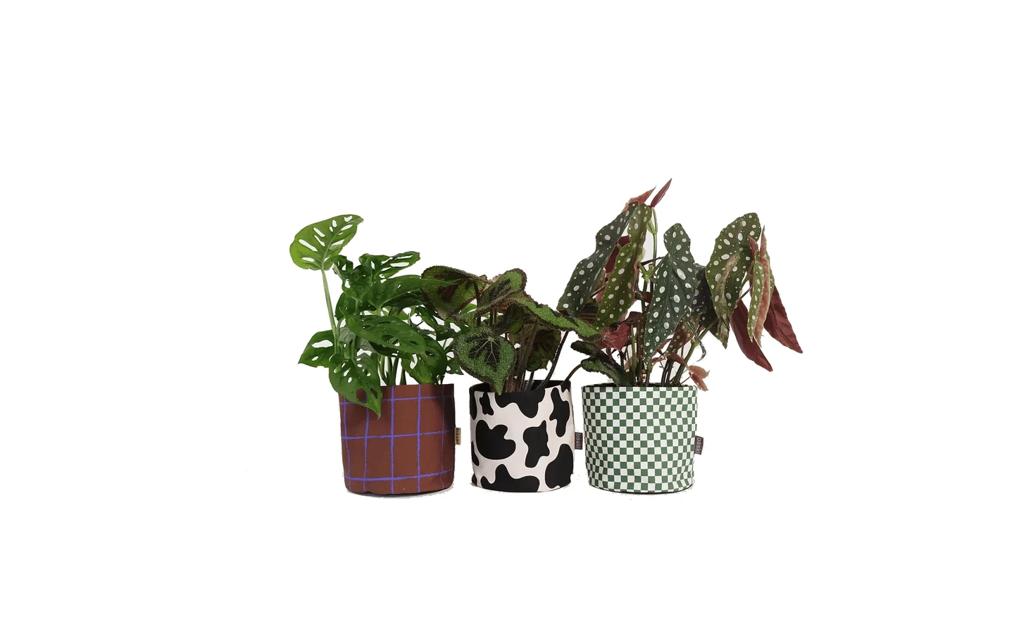 Baski drie plantenmanden met planten