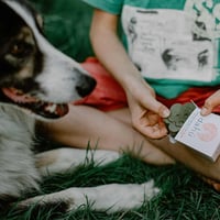 Dahü Vaste Dierenshampoo - Shampoo voor Honden bij hond