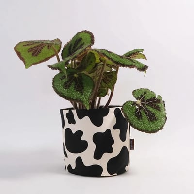 Baski Handgemaakte Plantenmand Biologisch Katoen (22 x 22 cm) Cow Pattern met plant