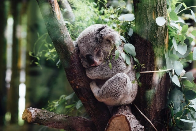 Een koala in een boom